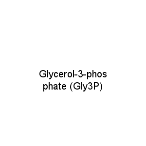 Glycerol-3-phosphate (Gly3P)